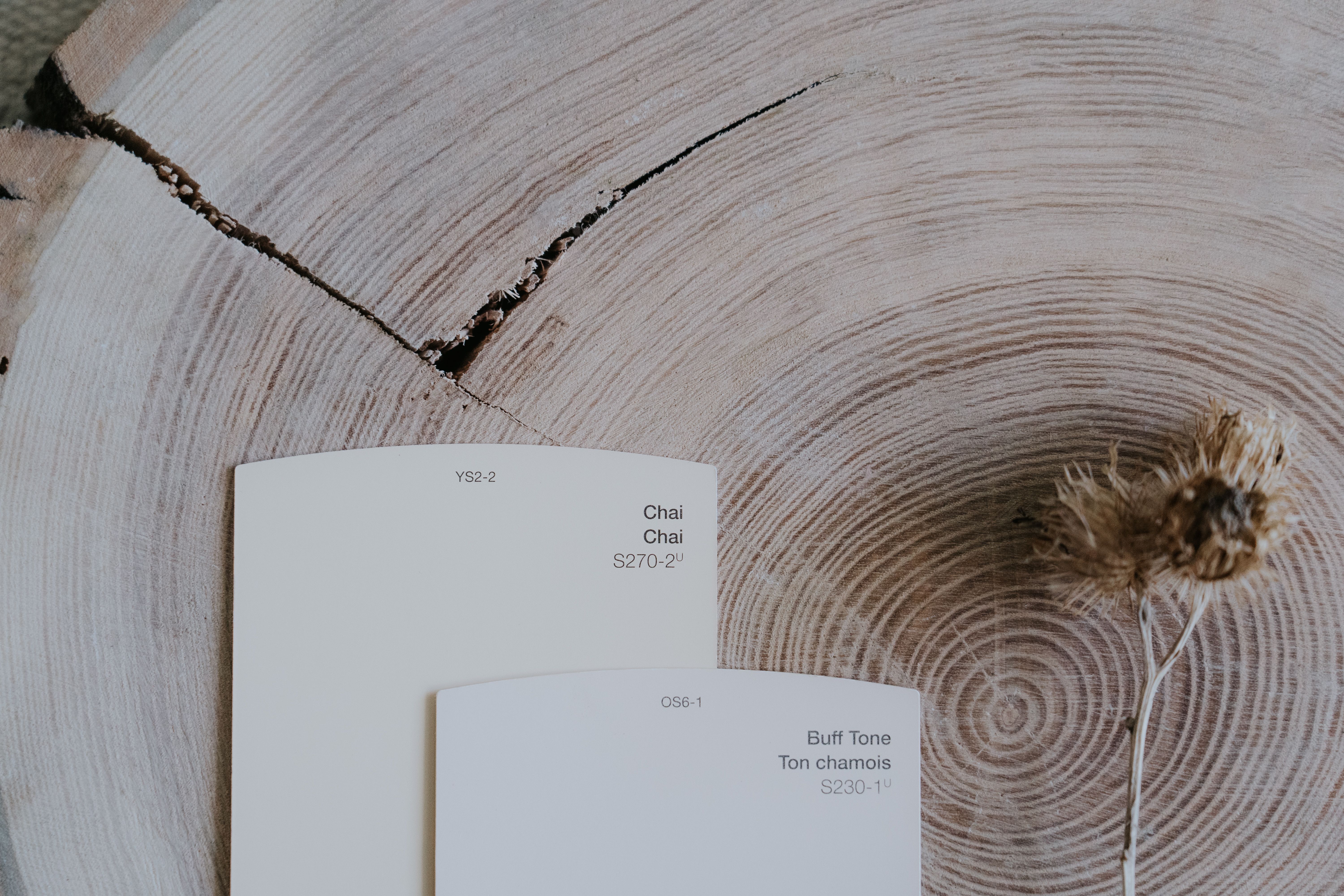 Aesthetic display of color swatches on a wooden background with dried flowers, perfect for design inspiration.