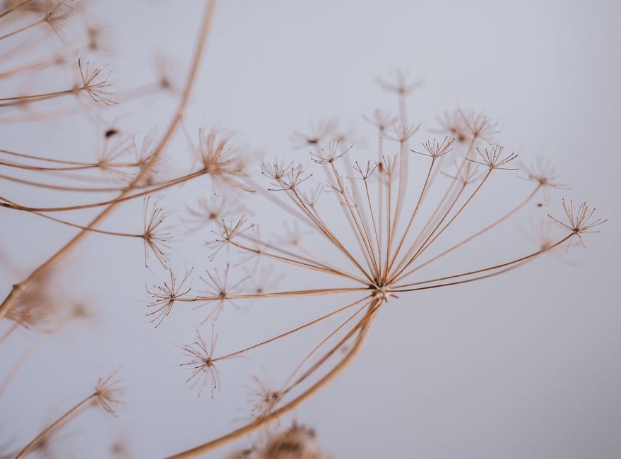 Ottawa Starts Round Two of Wild Parsnip Control in City Parks Next Week