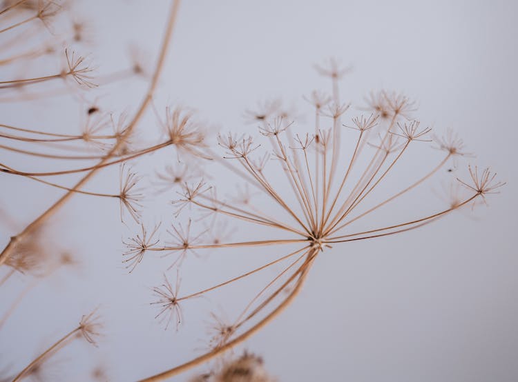 Dried Cow Parsnip