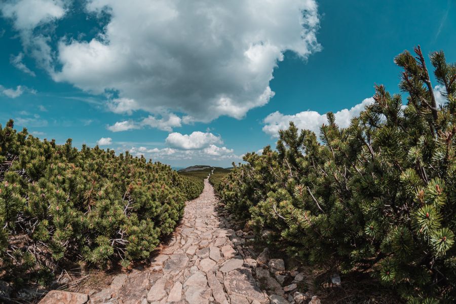 A forest path in the Polish Karkonosze Mountains