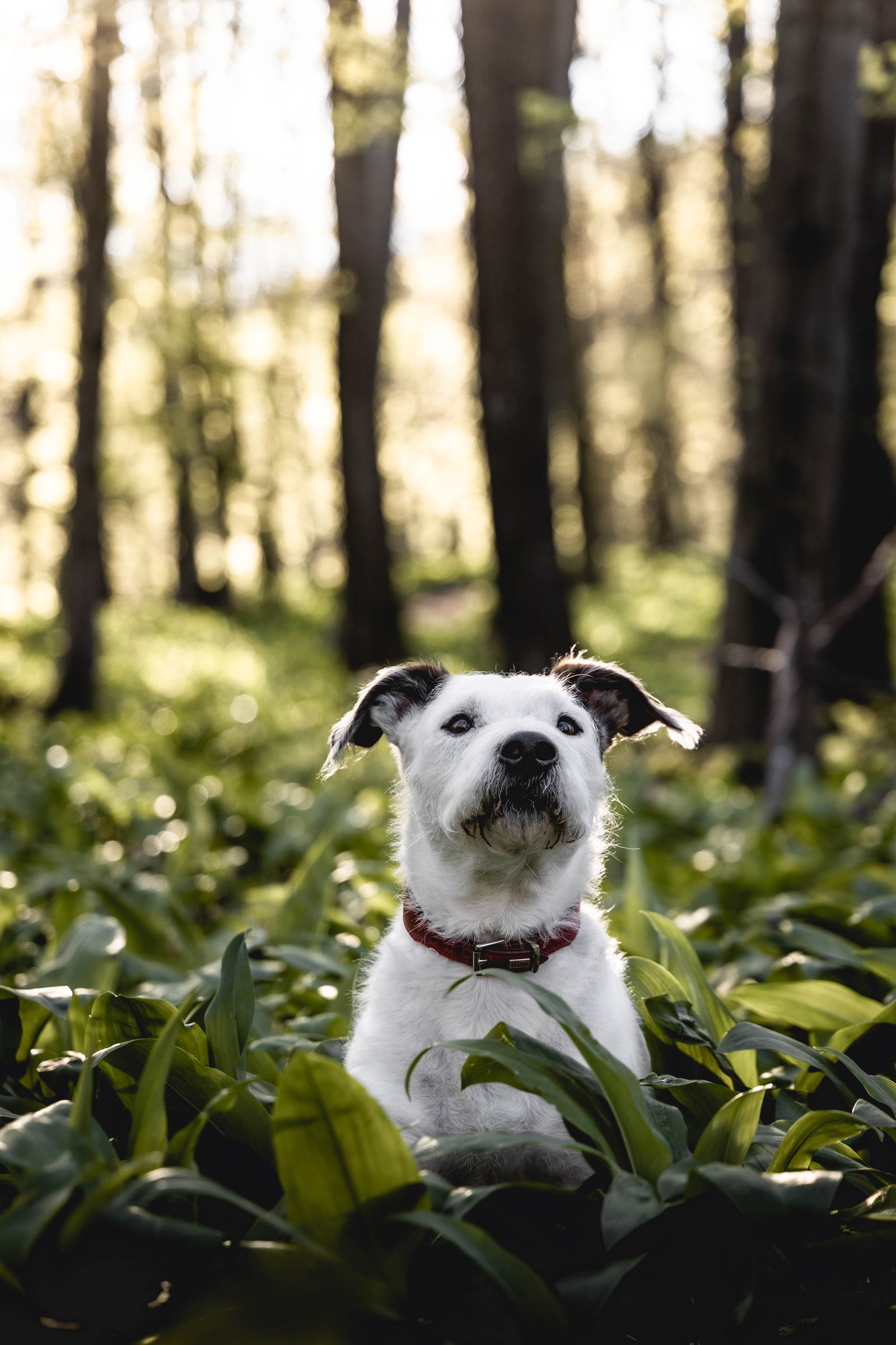 Cão no exterior rodeado por vegetação