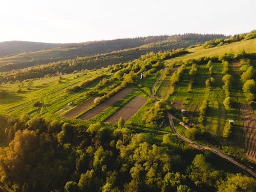 Aerial View of Agricultural Land Surrounded with Trees