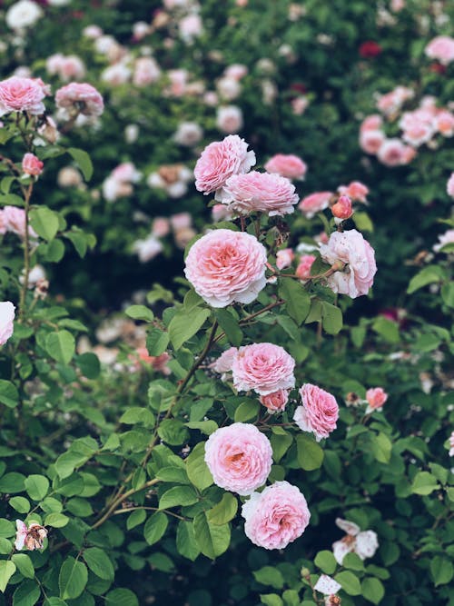 Blossoming fragrant pink roses growing on branches of shrub with green foliage in garden