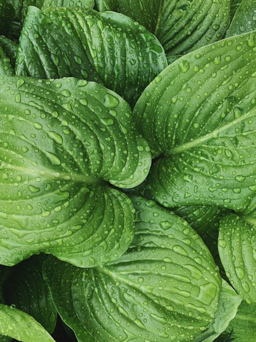 Green leaves of plant with clean droplets