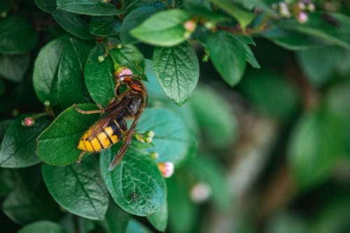 Free stock photo of hornet, insect, wasp