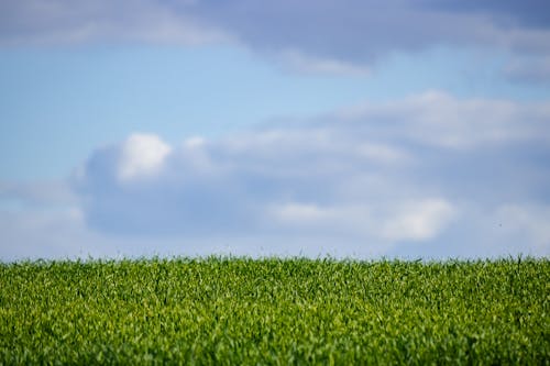 Free stock photo of grass, sky