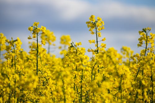 Yellow Flowers on the Field