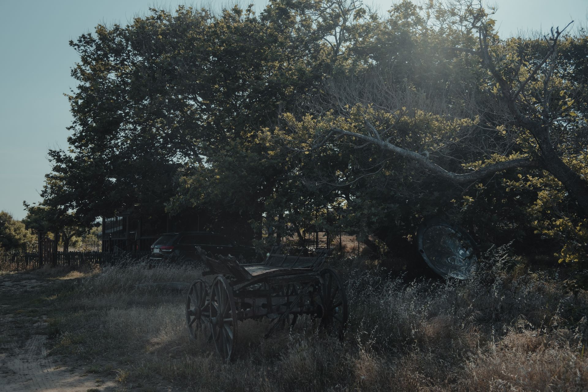Trees and an Old Wagon