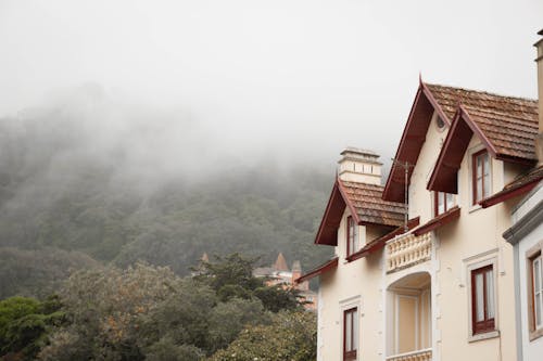 Thick Fog Covering the Mountain Forest