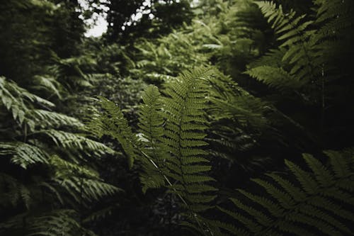 Fern Leaves of Wil Plants