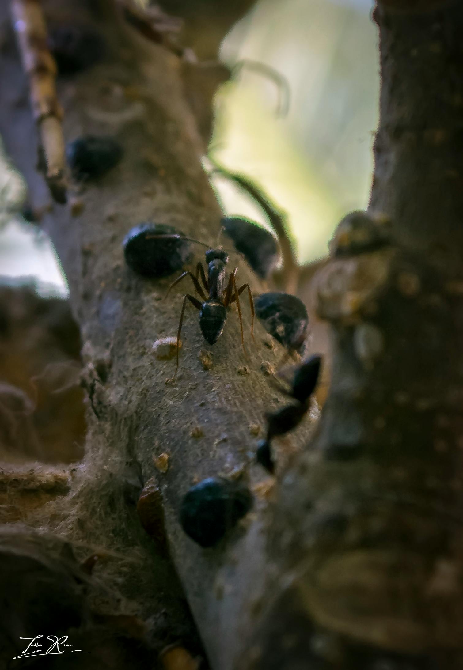 Free stock photo of ant