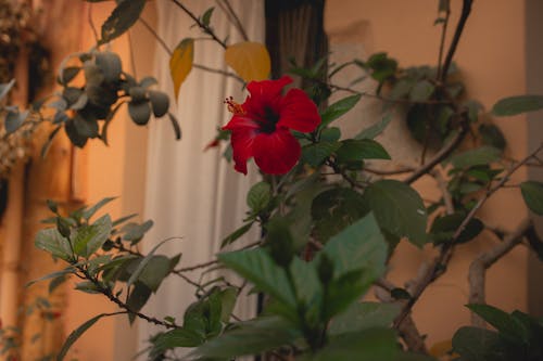 Decorative Potted Plant with Red Flower