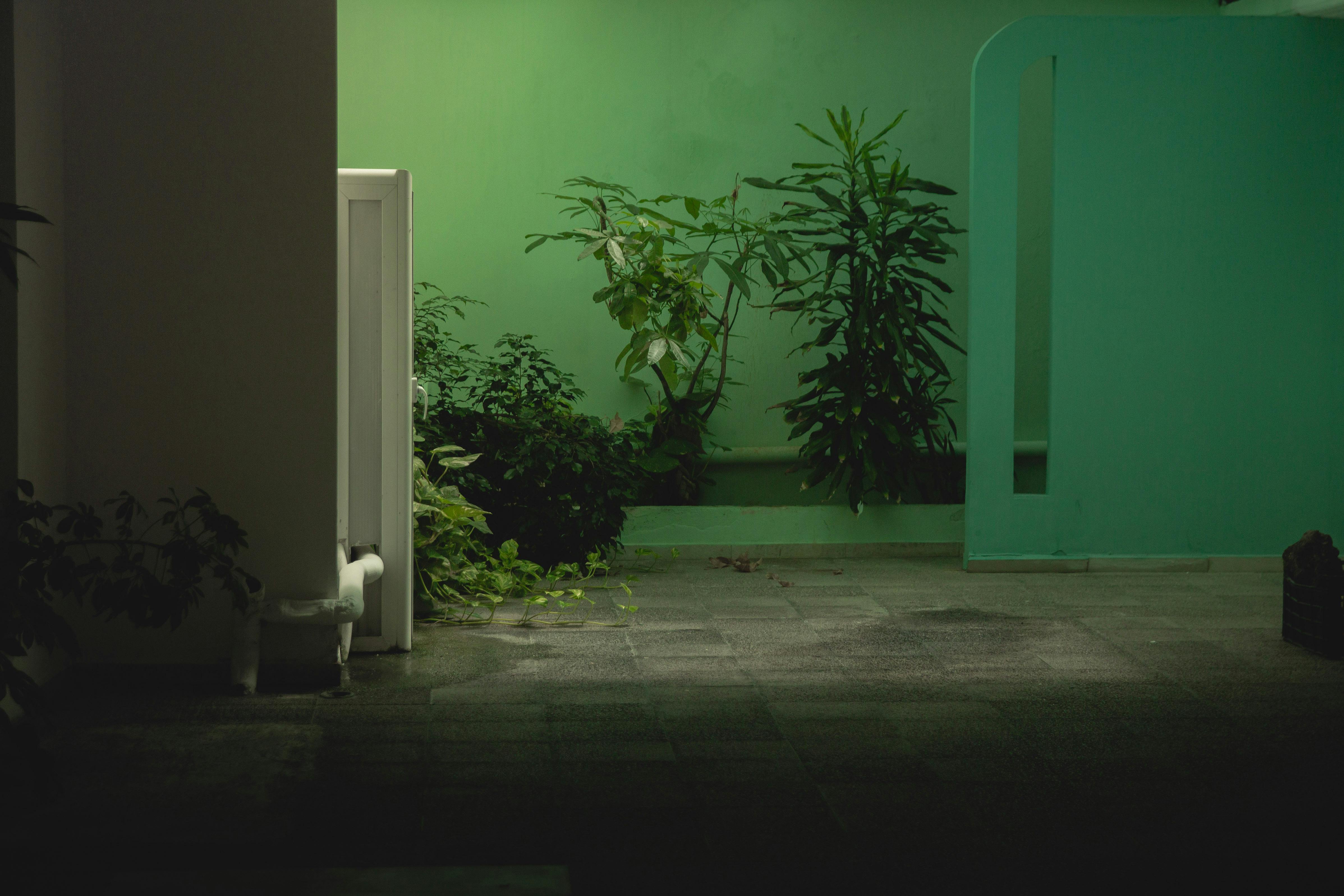 Privacy with green walls - Patio and garden design