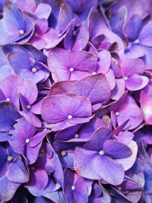 Free A detailed view of bright purple hydrangea flowers in full bloom. Stock Photo