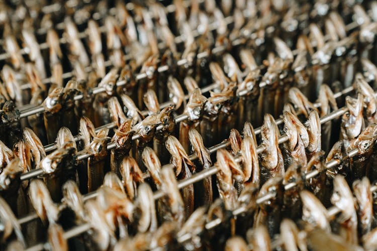 Rows Of Hanging Dried Fish 