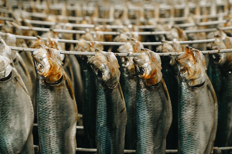 Fish Hanging On Metal Strings