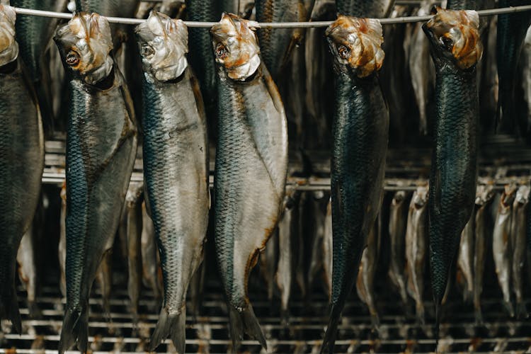 Hanging Fish To Dry