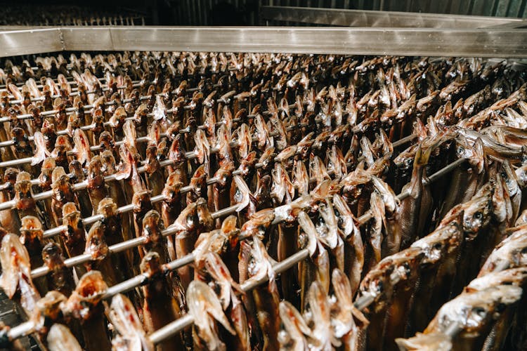 Smoked Fish Hanging In Rows