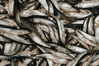 Black and Gray Fish on Water