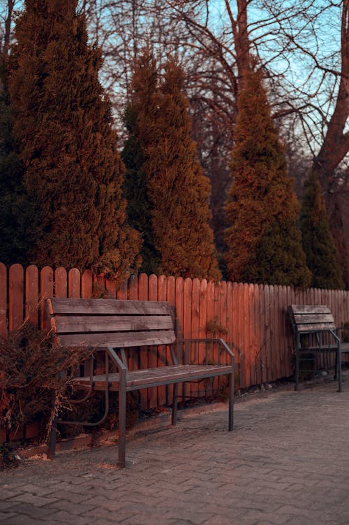 Gratis stockfoto met banken, groenblijvende bomen, houten hek