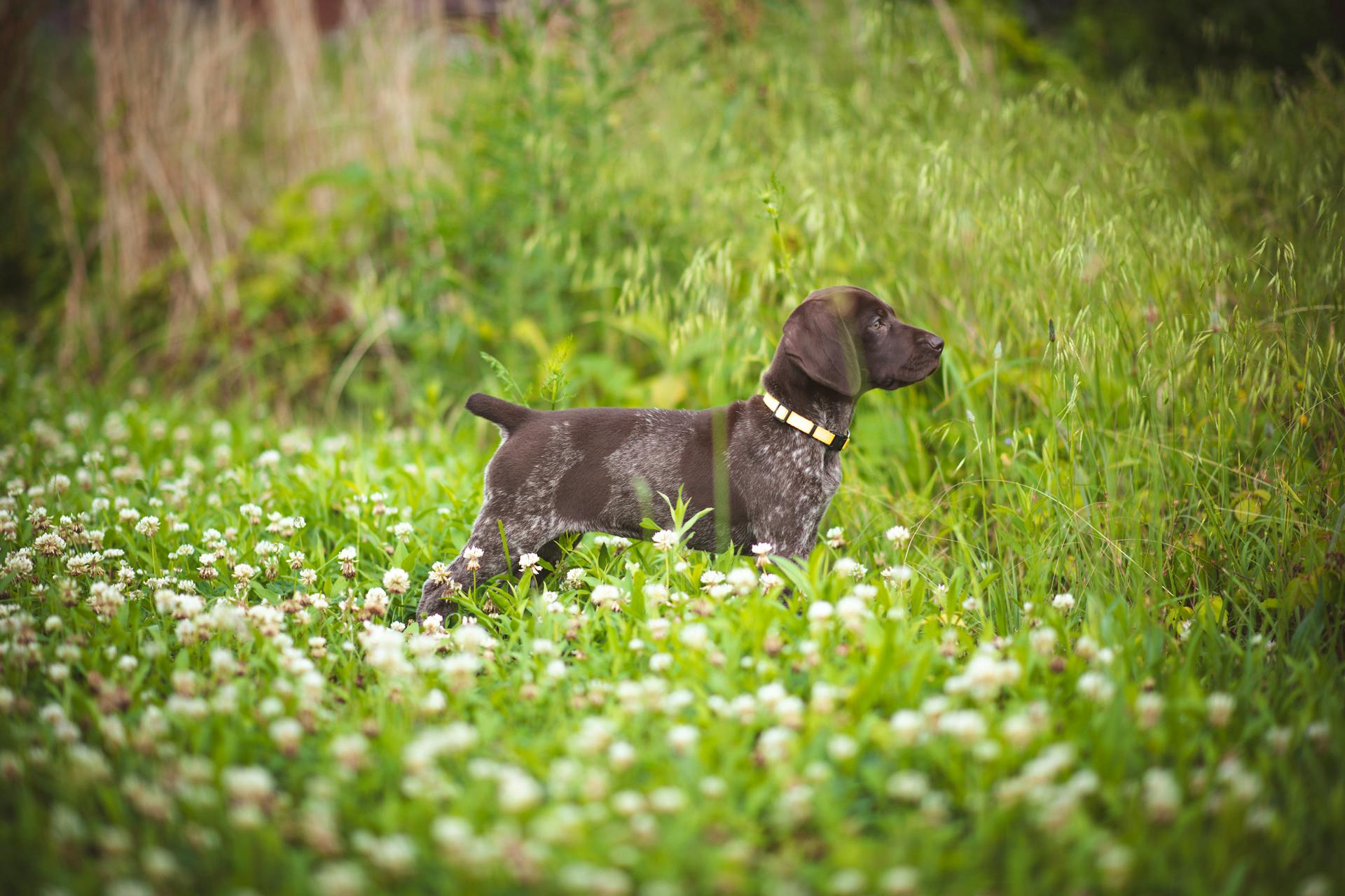 A German Shorthaired Pointer Puppy on the Grass