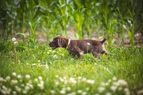 Free Cute German Shorthaired Pointer puppy playing in a field with flowers. Stock Photo