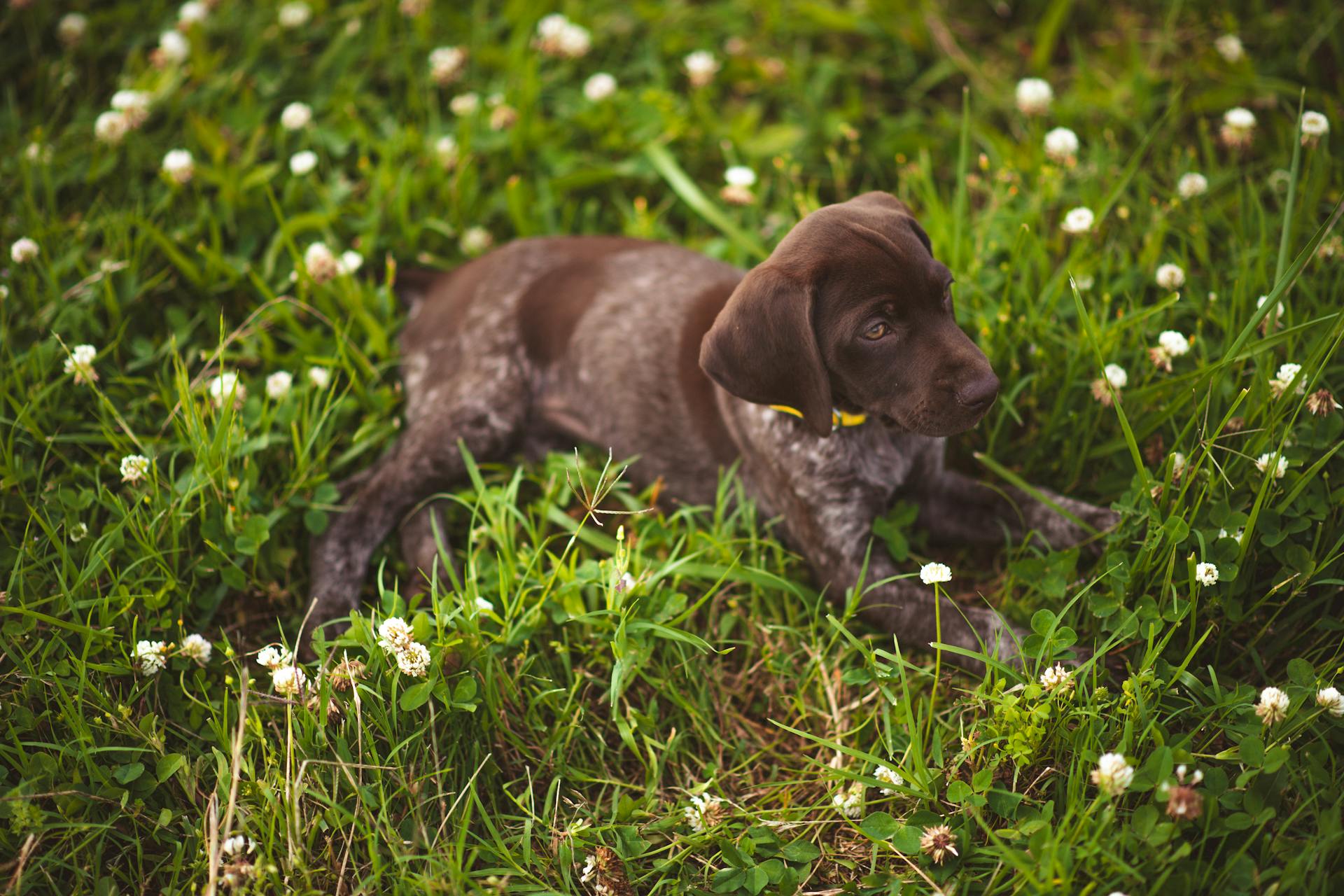 Close-Up Shot of a Cute Puppy Lying on Green Grass