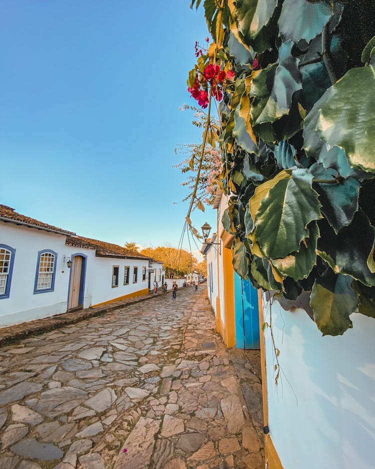 Vines Growing On White Wall