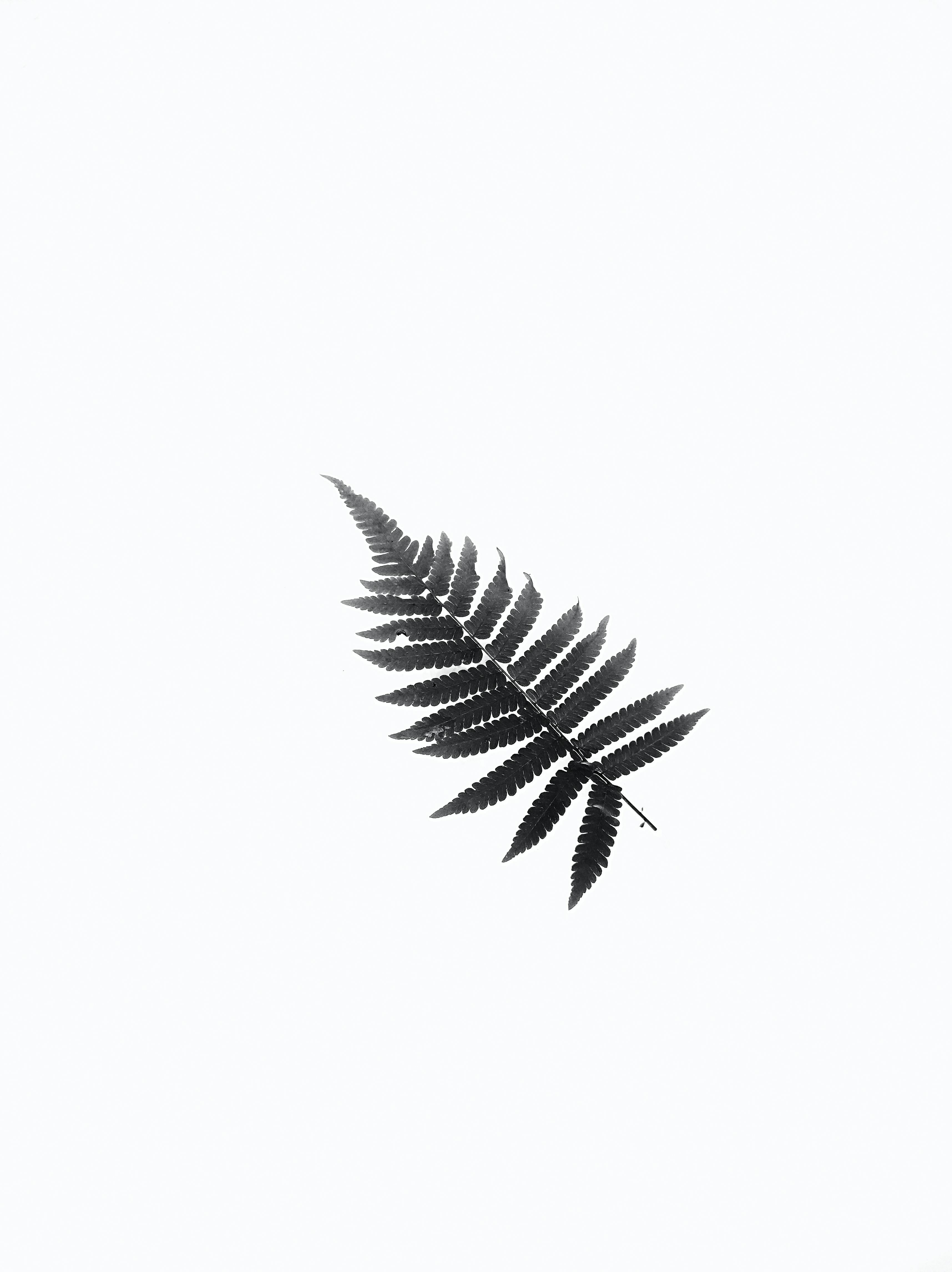 A single black fern leaf isolated on a white background, showcasing minimalist design.
