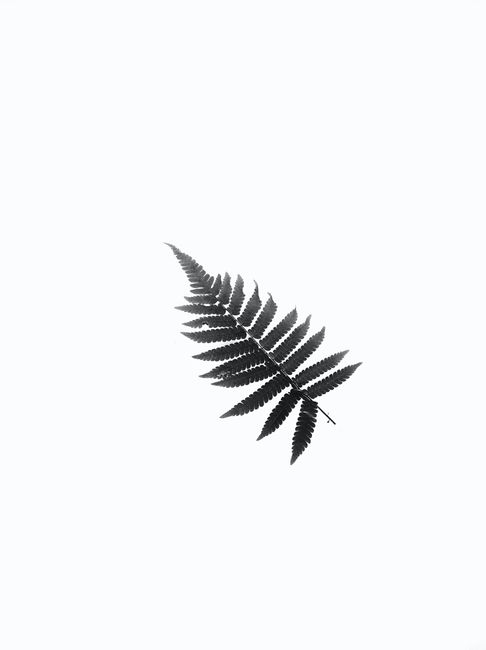 A single black fern leaf isolated on a white background, showcasing minimalist design.