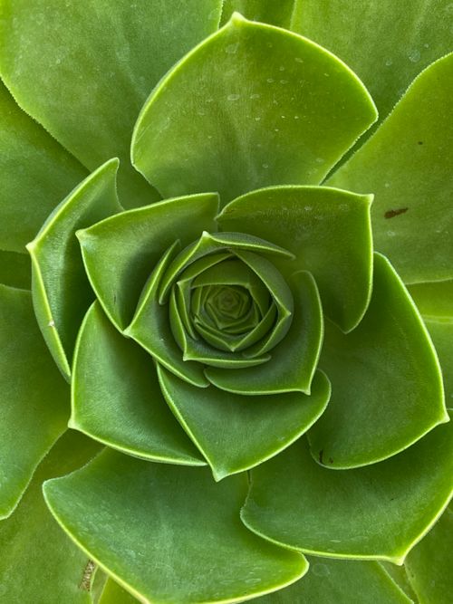Free Close-up view of a vibrant green succulent showcasing its spiraling pattern. Stock Photo