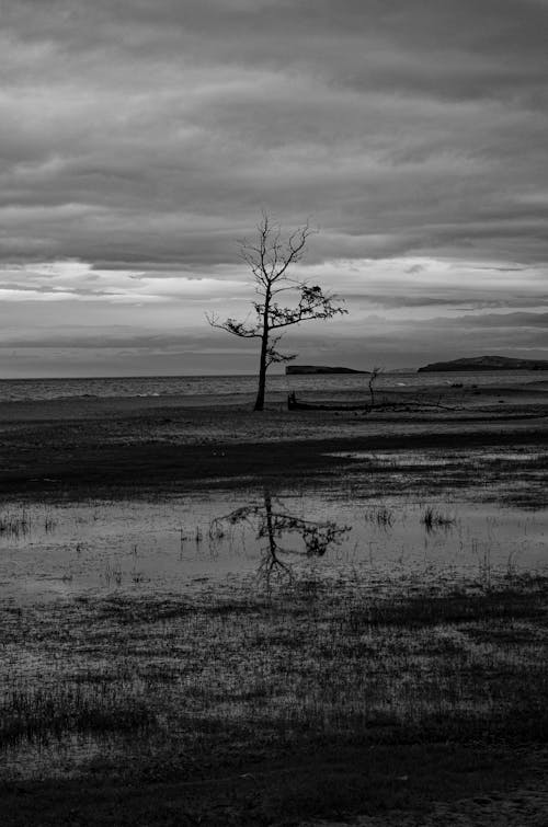 Grayscale Photo of Leafless Tree on Grass Field