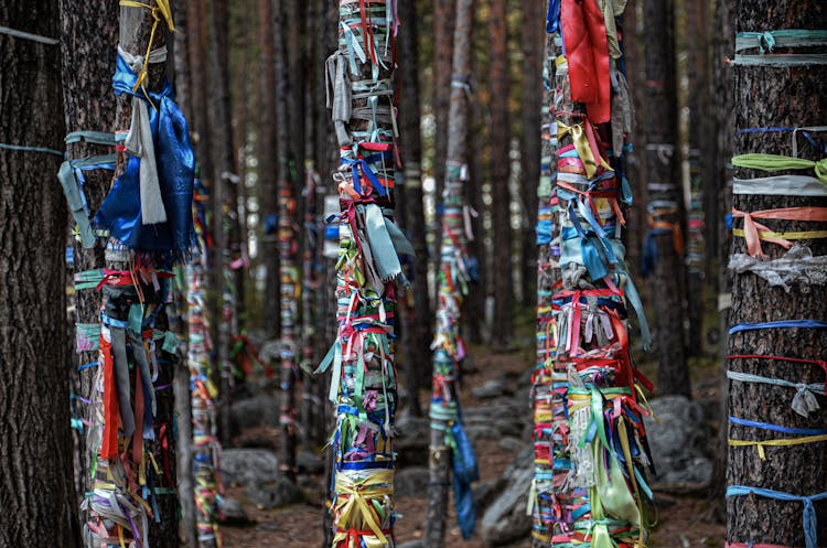 A Colorful Ribbons Tied On Tree Trunks