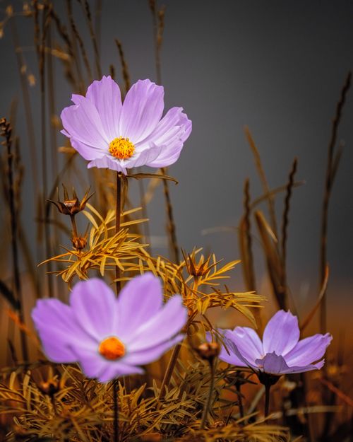 Free Close-up of vibrant purple cosmos flowers blooming in a natural outdoor setting. Stock Photo
