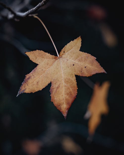 Kostnadsfri bild av blad, brun, falla