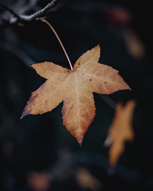 Foto profissional grátis de bordo, castanho, declínio