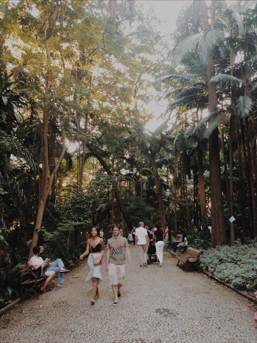 People Walking in a Park With Large Trees