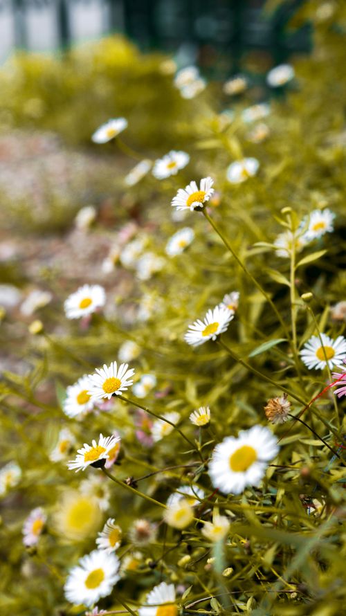 Free Vibrant daisies captured in a sunlit field during spring, showcasing nature's beauty. Stock Photo