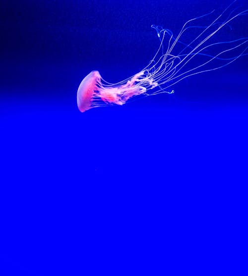 Free stock photo of bright colours, colours, jelly fish