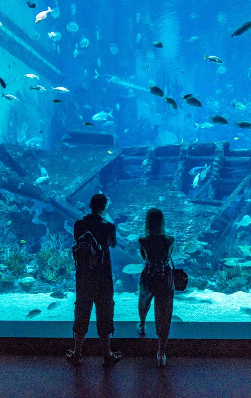 Free stock photo of aquarium, backlight, fish