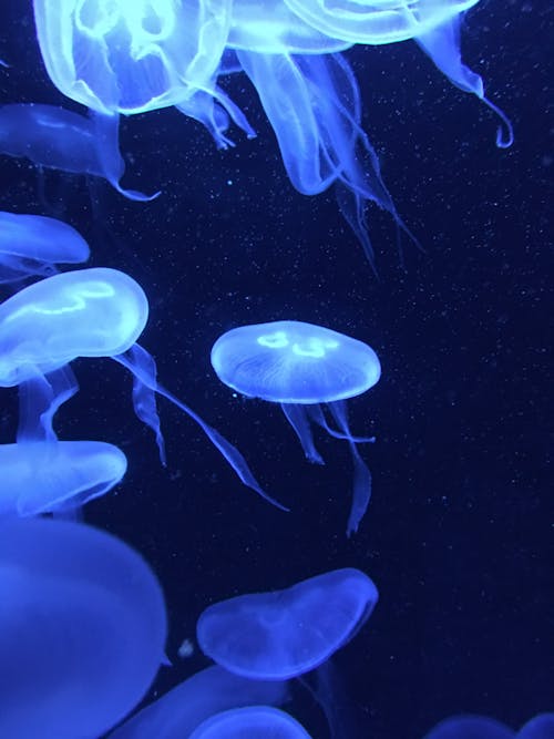 Free stock photo of bright colours, colours, jelly fish