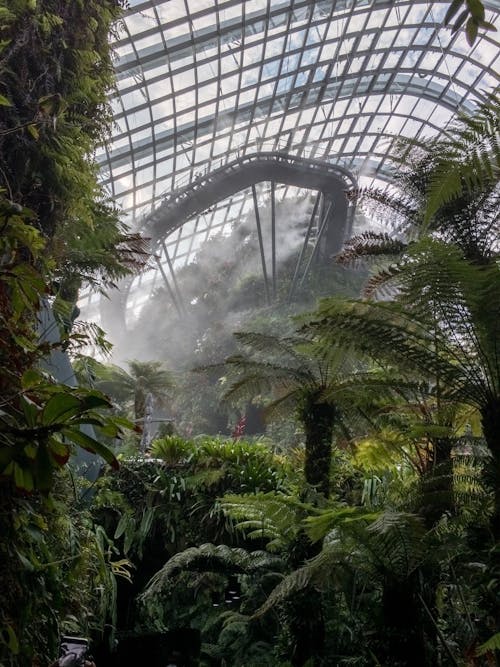Free stock photo of cloud forest, plants, tropical