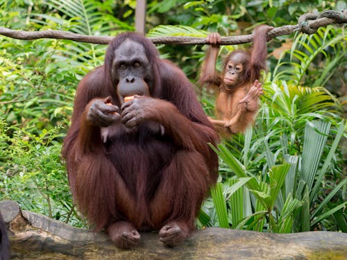 Orangutan eating fruit near funny baby primate hanging on liana