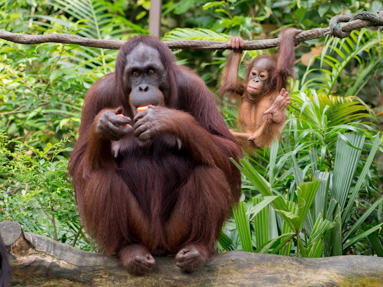 Orangutan Eating Fruit Near Funny Baby Primate Hanging On Liana