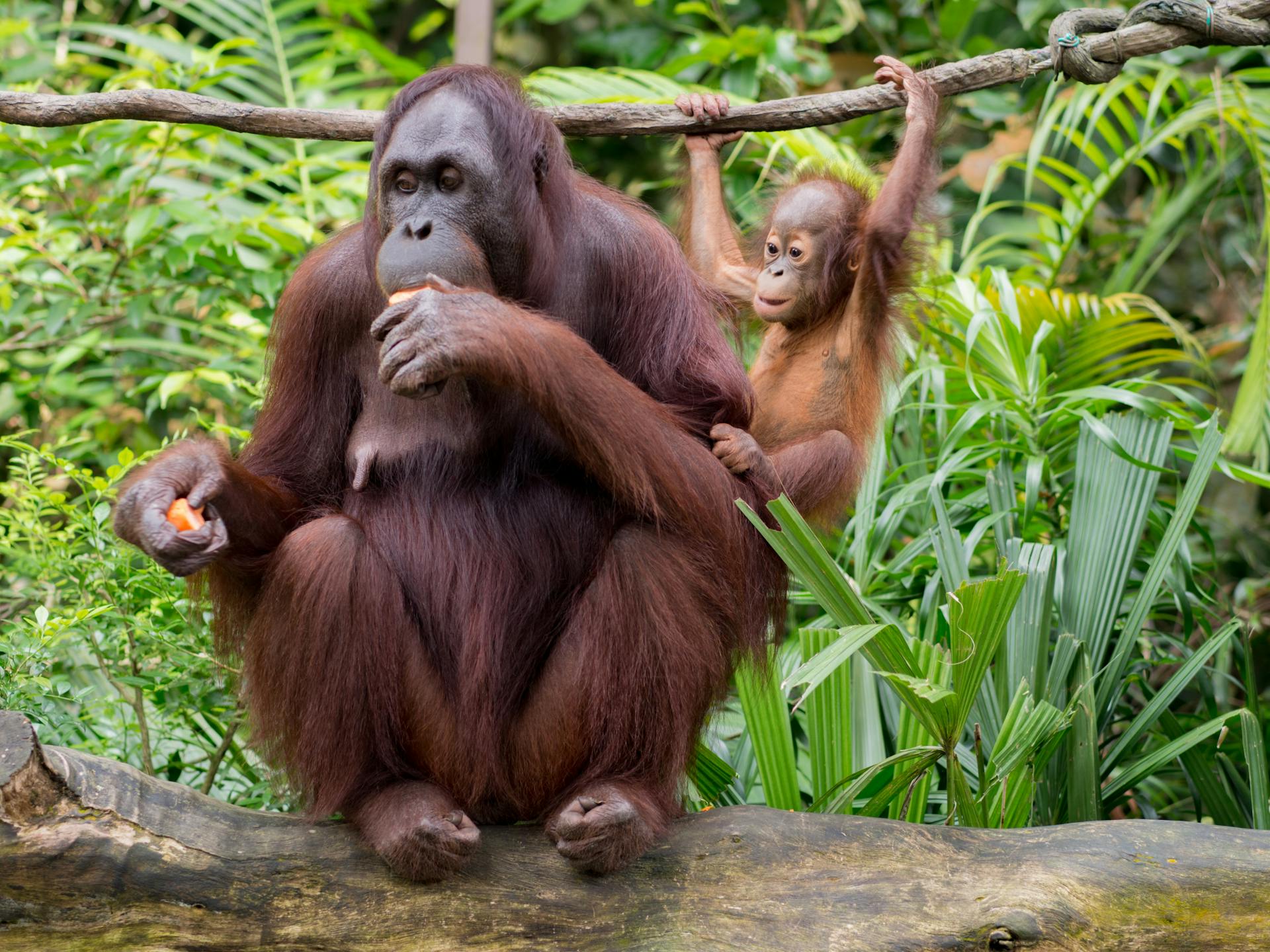 Adult primate with brown fur resting on fallen tree trunk while eating fruit slices near funny baby orangutan hanging on liana above colorful green thickets in daylight and looking away