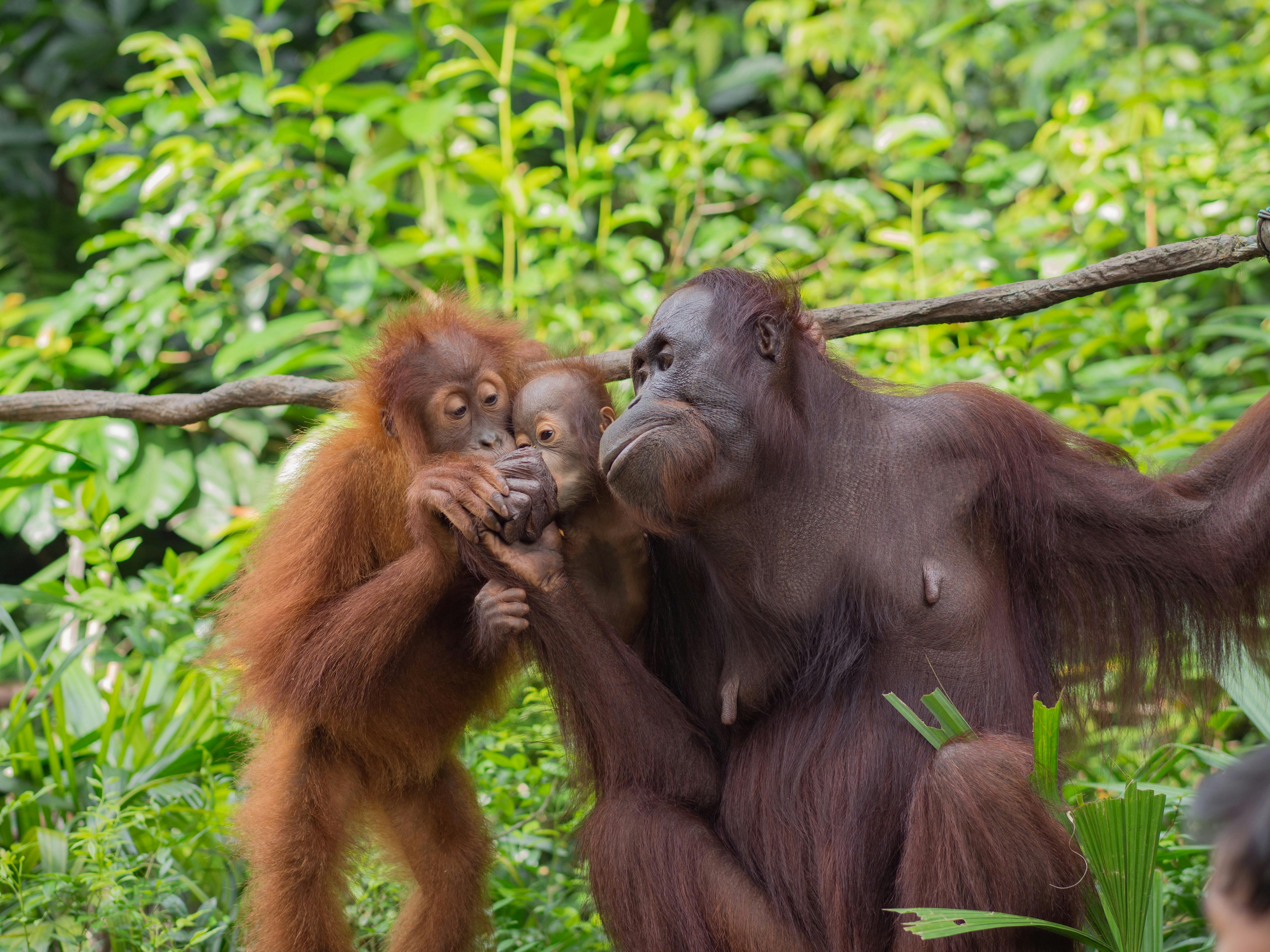 Free stock photo of ape baby  ape orangutan 