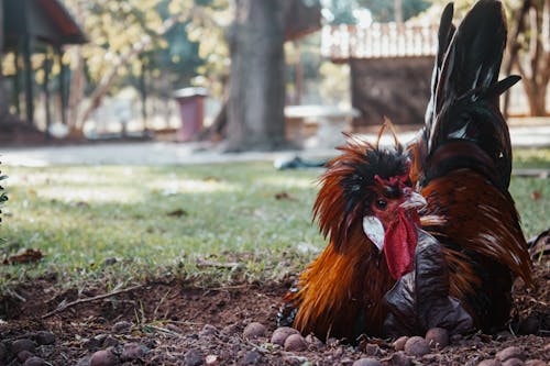 Free Red and Black Rooster Lying on the Ground Stock Photo