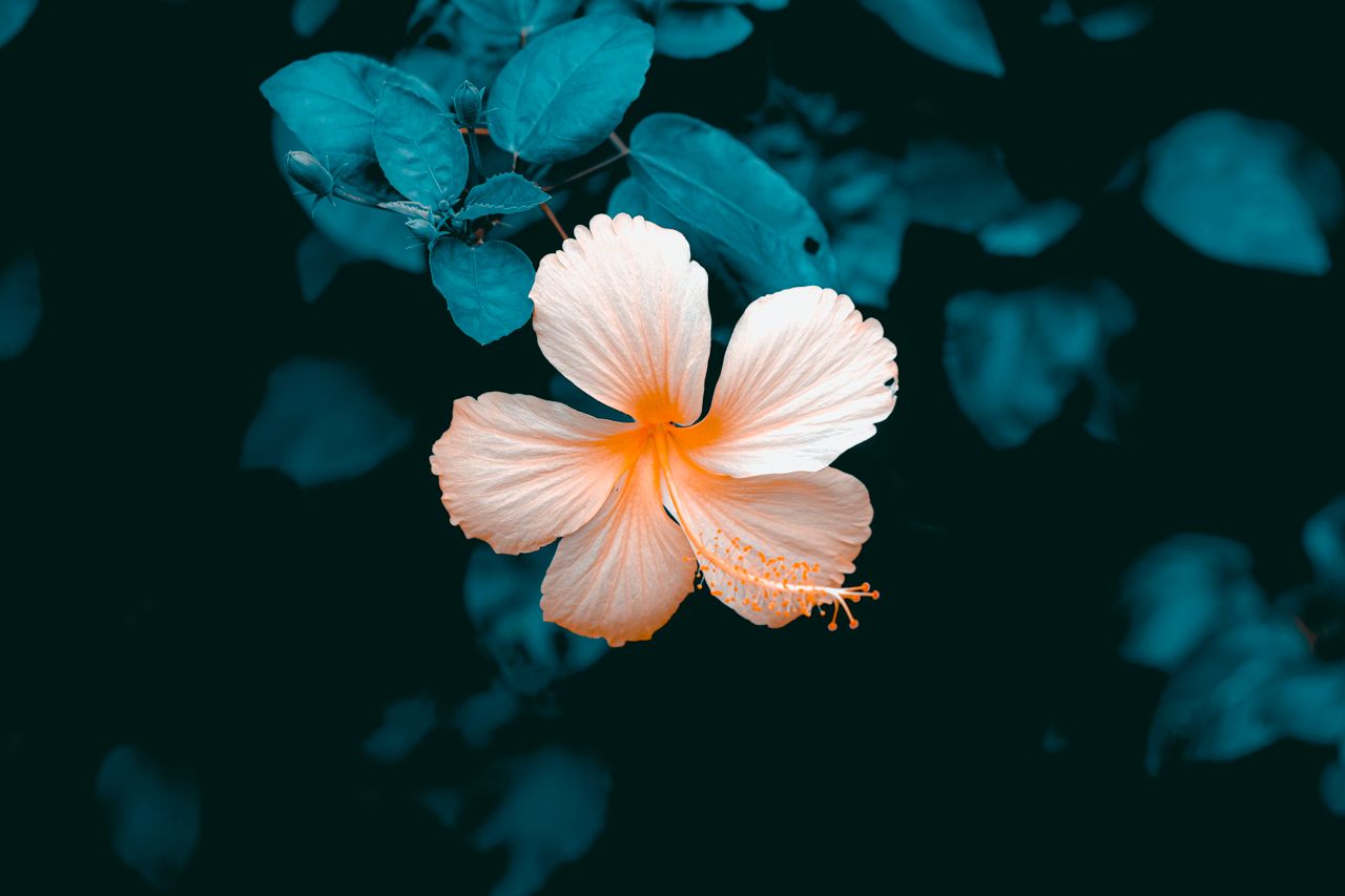 bright peach hibiscus bloom contrasted against rich teal leaves showca