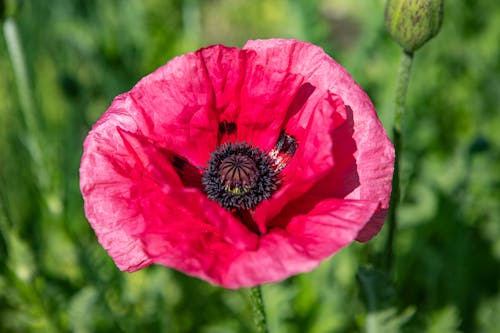 Free A Close-Up Shot of an Oriental Poppy Flower Stock Photo