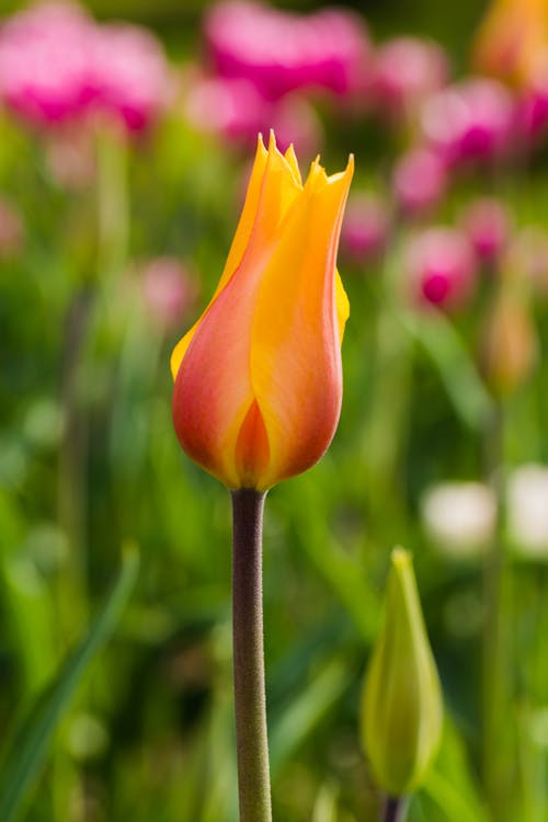 Бесплатное стоковое фото с вертикальный выстрел, желтый и оранжевый тюльпан, красивая